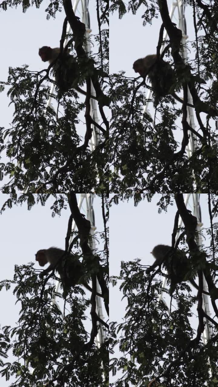 一只帽子猕猴在树上玩耍