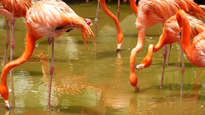 新加坡动物园一群成群的红色和粉红色火烈鸟