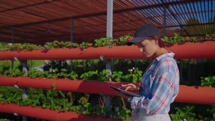 女学生植物学家正在现代农场实习，研究草莓的生长