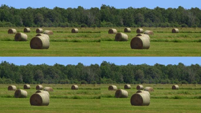 长距离和非常炎热的夏季空气使果冻效果。加拿大安大略省收割田里的圆形干草包。收获后的大堆叠。干草在农业