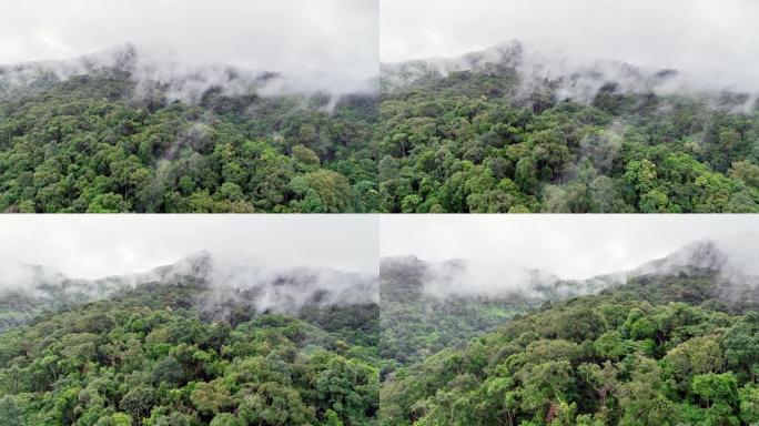 雨林损失的最大原因是农业砍伐森林、东南亚环境破坏、全球变暖和环境。
