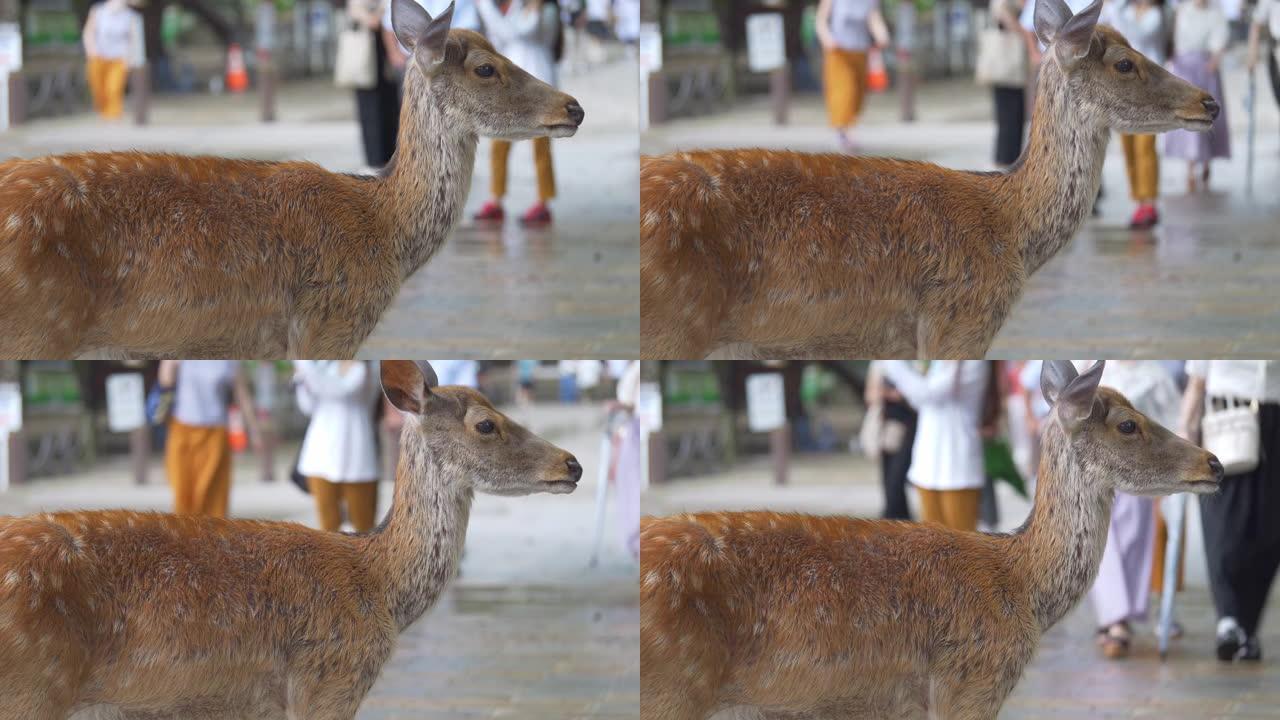 奈良公园，日本奈良市，2022年7月9日，游客和鹿在雨中穿过公园。