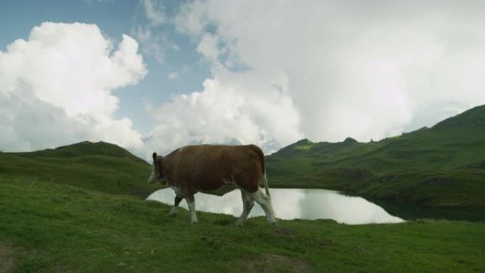 牛首先在格林德瓦尔德 (Grindelwald) 的湖边行走