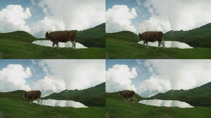 牛首先在格林德瓦尔德 (Grindelwald) 的湖边行走