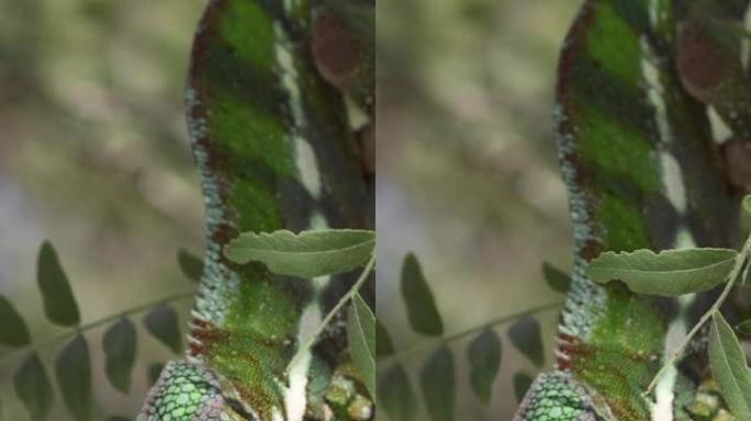 垂直视频，晴天，明亮的绿色变色龙悬挂在绿叶间的细树枝上摇曳的特写镜头。黑豹变色龙 (Furcifer