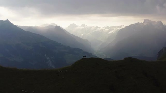 空中无人机在日落时在山脊线上拍摄了一只羊驼