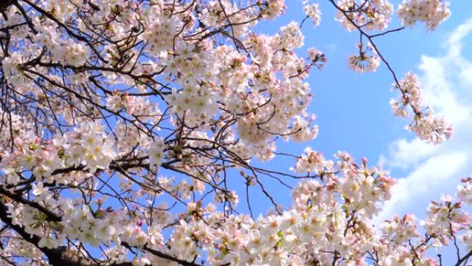 湛蓝的天空下樱花美丽景色鲜花盛开万物复苏