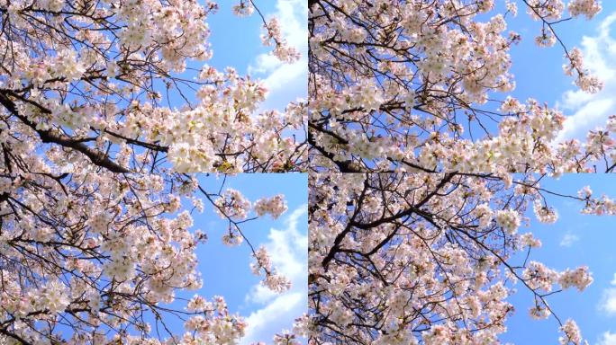 湛蓝的天空下樱花美丽景色鲜花盛开万物复苏