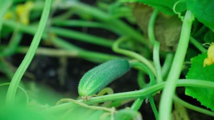生长温室黄瓜，生长有机食品。温室树枝上的小黄瓜。