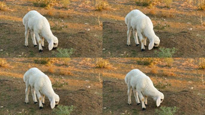 一只新生的羔羊在放牧，一只白母羊，一只白羔羊在田间放牧