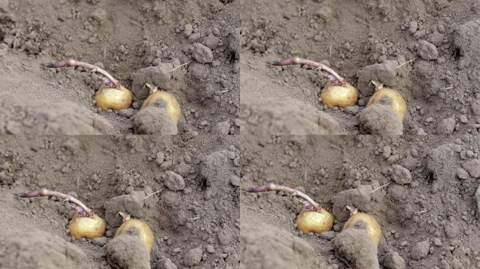 种植时在地里发芽的马铃薯块茎。早春准备花园季节。土豆块茎特写镜头在地上的一个洞里。种薯。季节性工作。