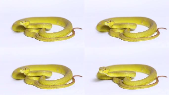白色背景上的黄色巽他岛pitviper蛇Trimeresurus insularis wetar