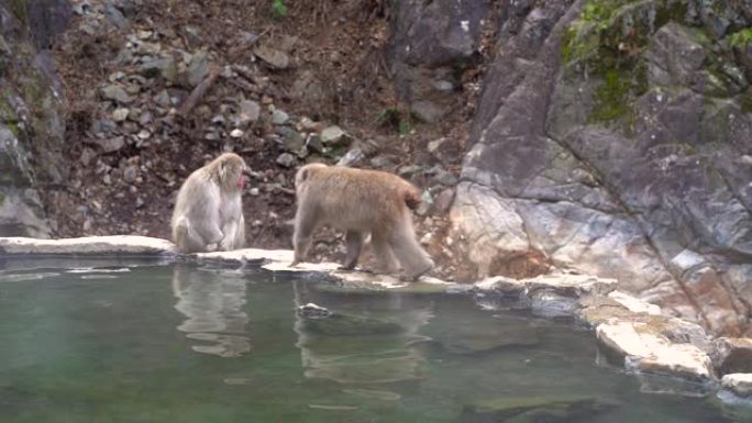 生活在日本地高谷猴园的雪猴