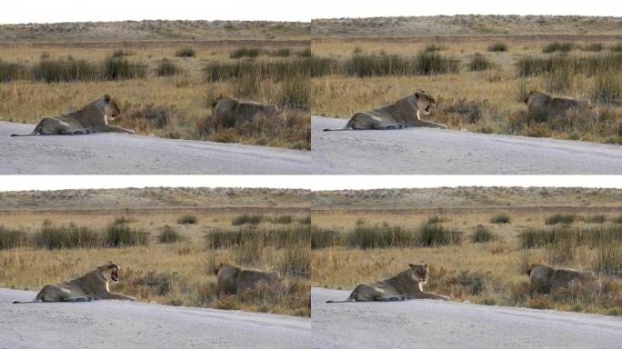 在纳米比亚埃托沙的一条路上休息时打哈欠的狮子。