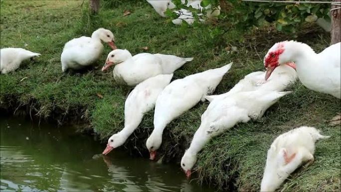 白番鸭群或Cairina Moschata Domestica从池塘喝水