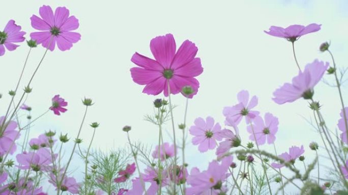 用无人机拍摄的粉红色宇宙花园