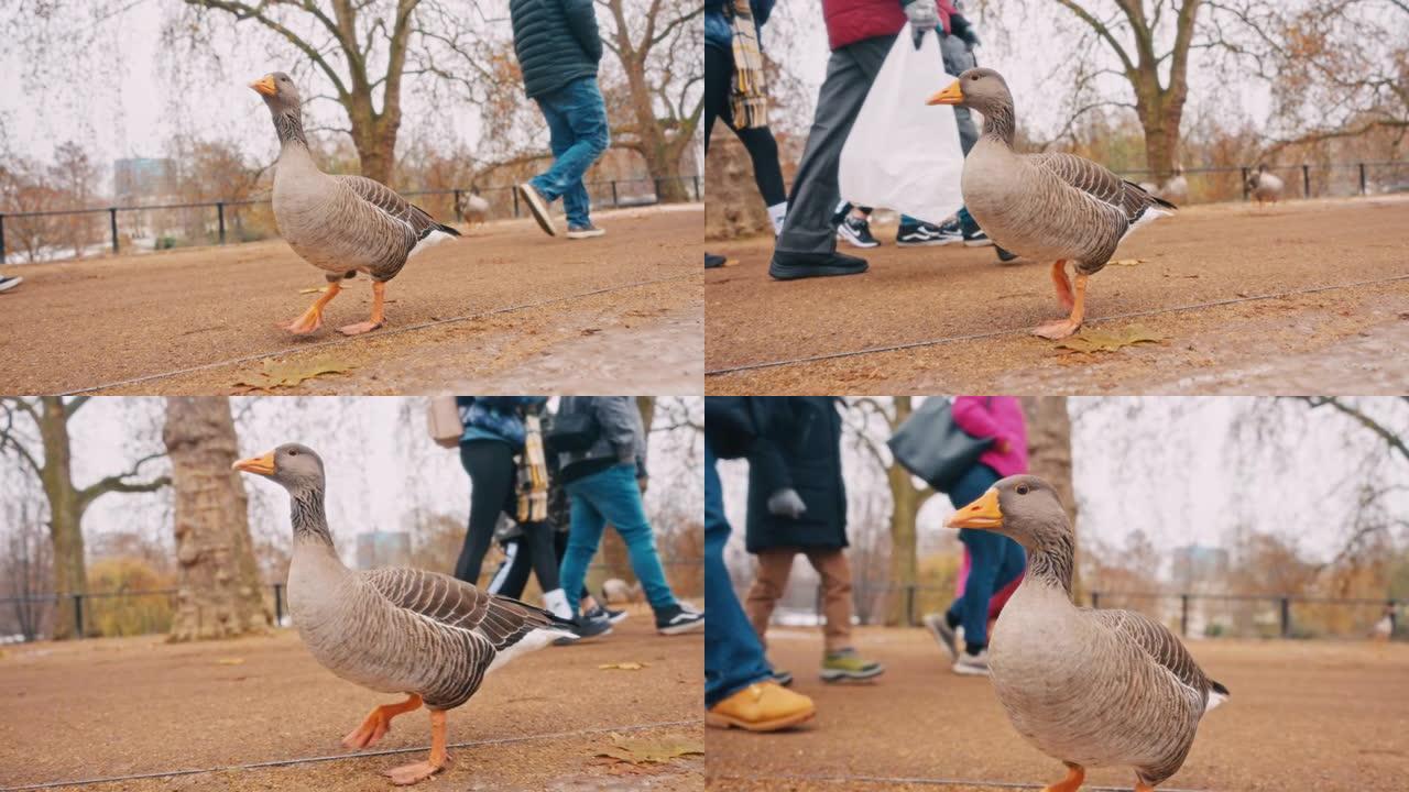 SLO MO一只鸭子在人们中间的城市公园里散步