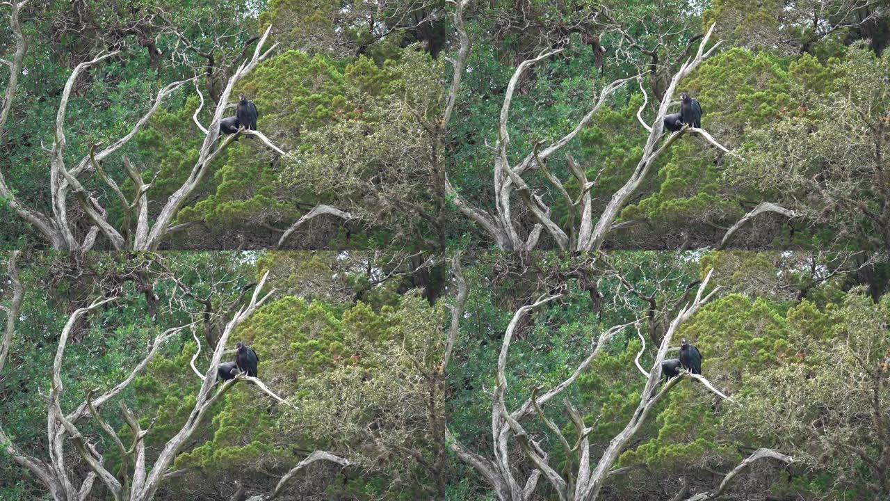 两只秃鹰坐在枯树上