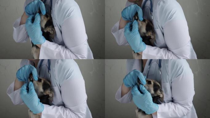 兽医在兽医诊所检查狗牙，宠物检查，动物健康