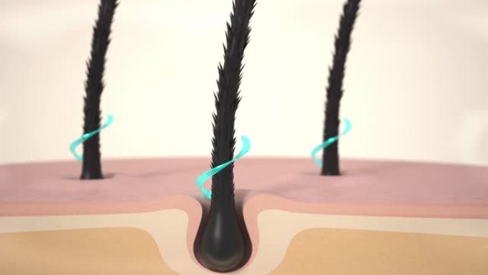 护发，动画滋养洗发水或血清的头发作用。修复受损的头发。3d动画。