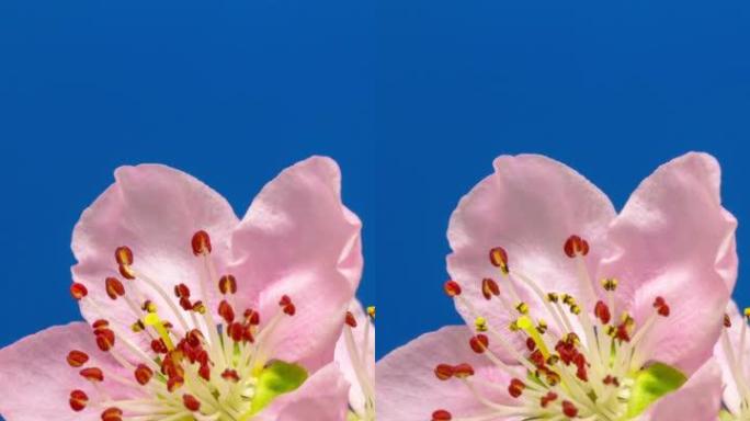 黑色背景下盛开的桃花以垂直格式延时4k视频。春天李的视频。垂直构图，智能手机视图。