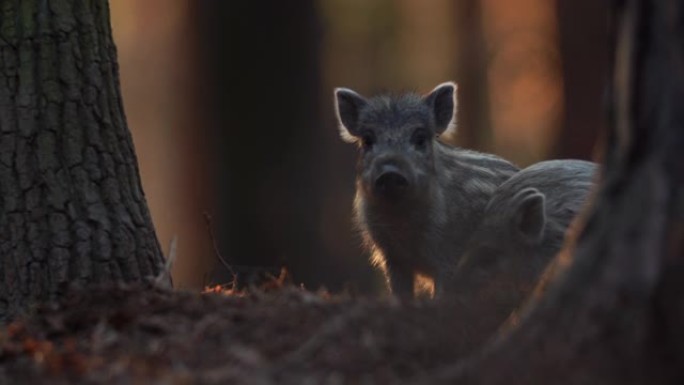 特写幼仔野猪Sus scrofa，兴奋的小猪在深深的树林中凝视了很长时间。野生动物宁静的长毛动物场景
