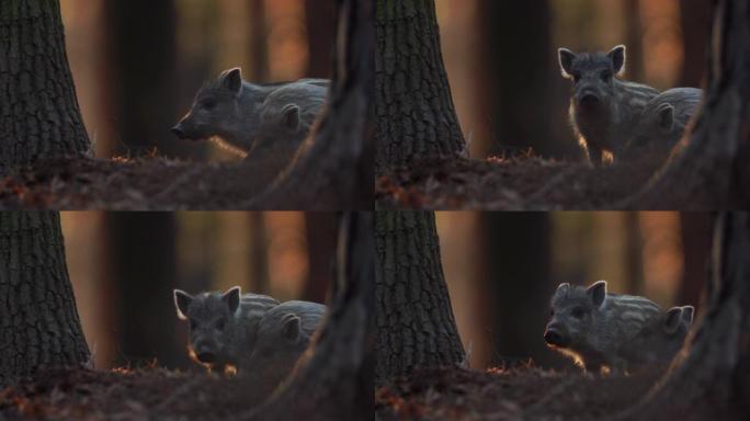 特写幼仔野猪Sus scrofa，兴奋的小猪在深深的树林中凝视了很长时间。野生动物宁静的长毛动物场景