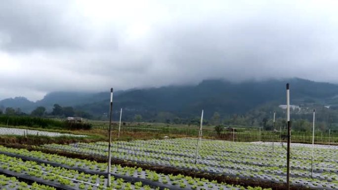 靠近山的农场里的莴苣植物。