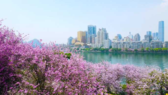 柳州大景柳州紫荆花航拍柳州