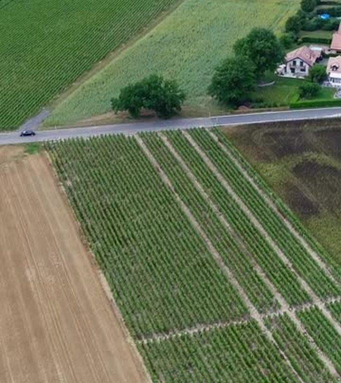 日内瓦乡村周围各个领域的空中拍摄的垂直视频