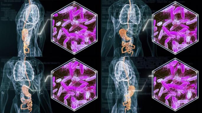 肠道细菌3D人体3D内脏3D人
