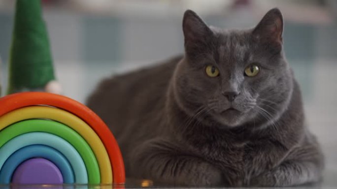 猫坐在儿童玩具旁边，一只成年灰猫的脸靠近木制彩虹堆垛机