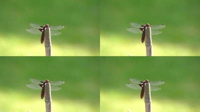 红蜻蜓在花园拐杖上晒日光浴的特写镜头