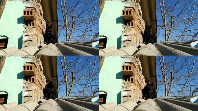 黑色美丽的年轻猫，黄色的眼睛坐在房子的石板屋顶上。动物沐浴在春天三月的阳光下。三月猫在屋顶上等待爱情