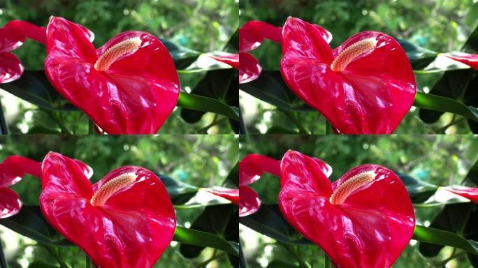盛开的红掌心形花。