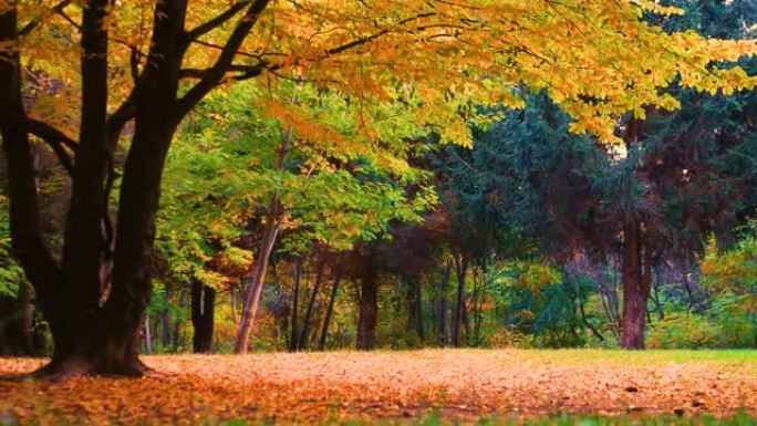 美丽的秋天背景在森林中，美丽的黄色叶子在树上的树枝上随风飘动。金秋节约空间
