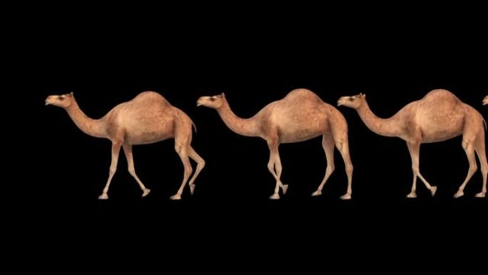 透明 (阿尔法) 背景的骆驼商队