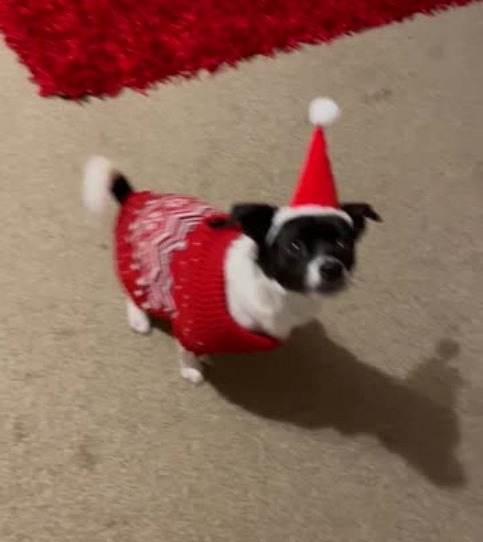 为圣诞节打扮的救援犬