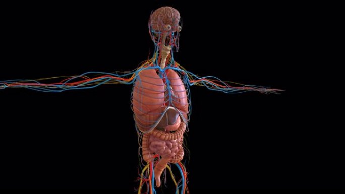 医学概念的人体解剖学3D动画显示所有器官