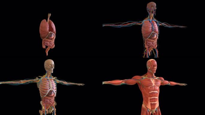 医学概念的人体解剖学3D动画显示所有器官