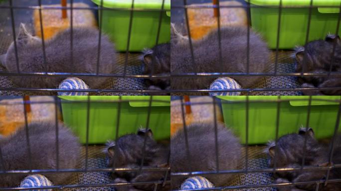 相机从左向右移动，笼子里的两只深灰色的家养小猫紧挨着睡觉。避难所的两只无家可归的小猫吃得好，蜷缩着上