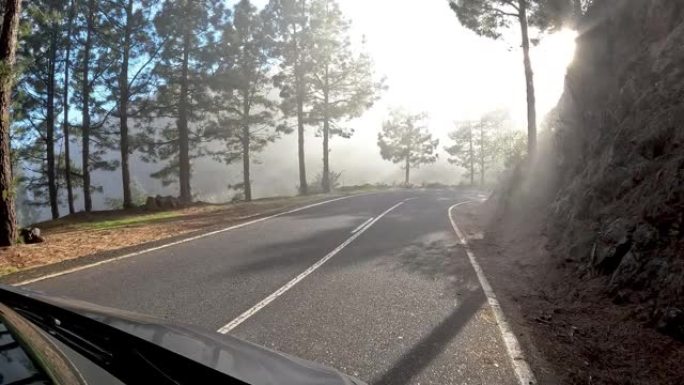 太阳在松树林的山路上冲破云层