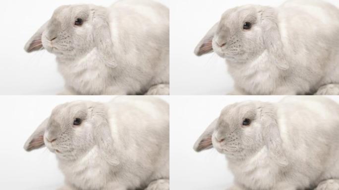 垂耳兔抬起头，在浅色背景上咀嚼，并以慢动作镜头特写。