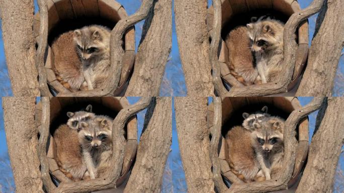 可爱的浣熊舒适地坐在空心的原木上，看着相机和打哈欠。