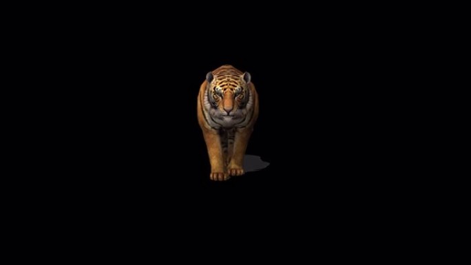 老虎走路的动画
