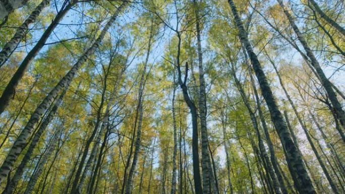 晴天秋天在蓝天背景上泛黄的叶子。自然改变场景。宽镜头。