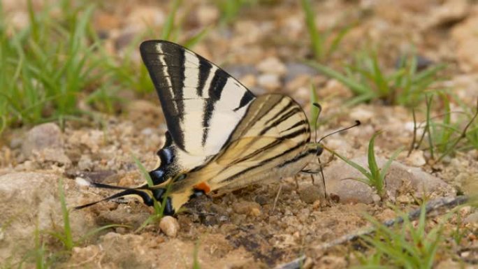 地上一只稀少的燕尾蝶的特写镜头。
