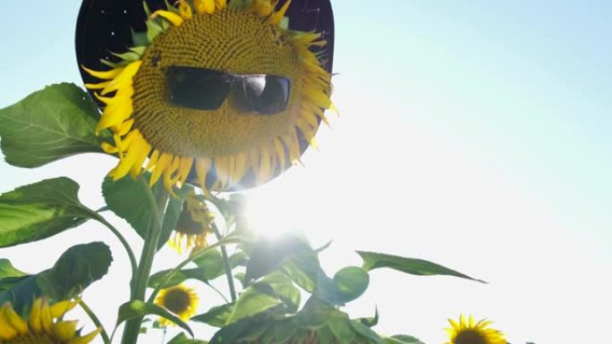 太阳花在太阳镜在美丽的夏天的天气。