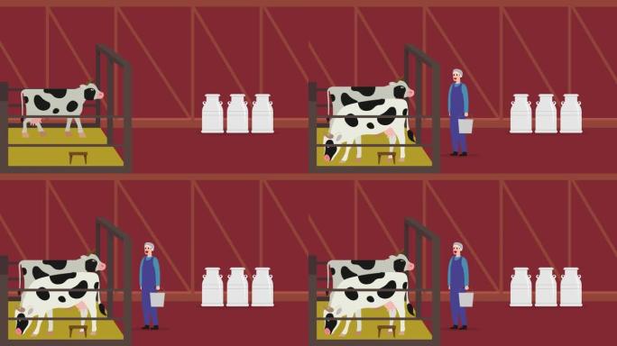男性农民准备在牛棚里挤奶