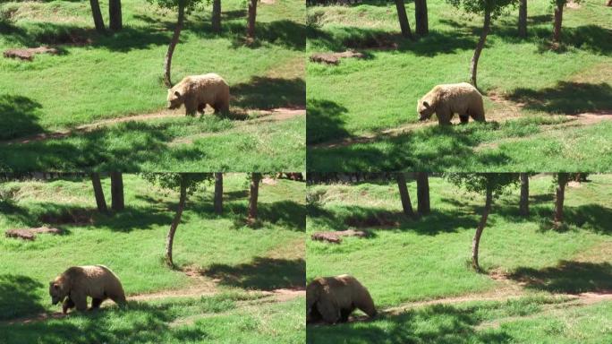 大灰熊走在草地旁的小路上